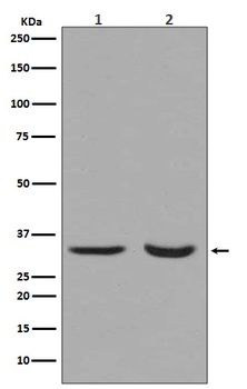 active + pro Caspase 3  Rabbit mAb  [KD Validated]