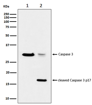 active + pro Caspase 3  Rabbit mAb  [KD Validated]