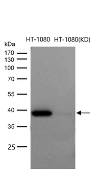 p38 MAPK Rabbit mAb [KD Validated]
