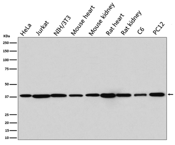 p38 MAPK Rabbit mAb [KD Validated]