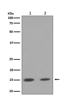 Histone H3 (mono+di+tri methyl K79) Rabbit mAb