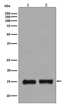 Histone H3 (mono methyl K36) Rabbit mAb