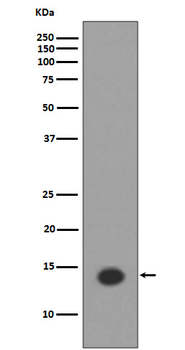Histone H2A (acetyl K9) Rabbit mAb Antibody