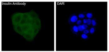 Insulin Rabbit mAb Antibody