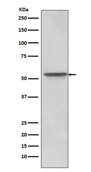 Src Rabbit mAb  [KD Validated]