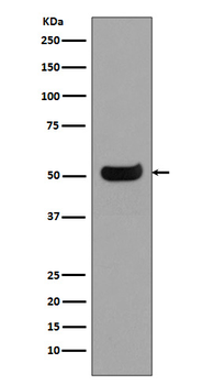 Human IgG4 Rabbit Monoclonal Antibody