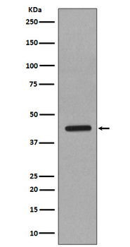 Caspase-1 Rabbit Monoclonal Antibody