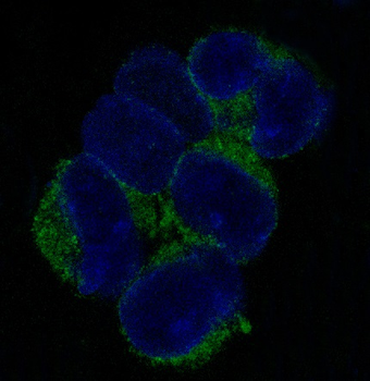VCAM1 Rabbit mAb Antibody