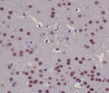 CREB Rabbit mAb Antibody