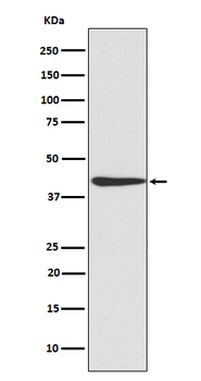 CREB Rabbit mAb Antibody
