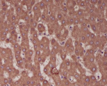 Alkaline Phosphatase Rabbit mAb Antibody