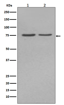 Alkaline Phosphatase Rabbit mAb Antibody