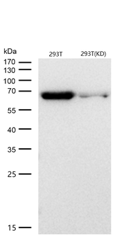 Hsc70  Rabbit mAb  [KD Validated]