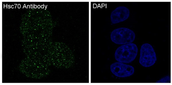 Hsc70  Rabbit mAb  [KD Validated]