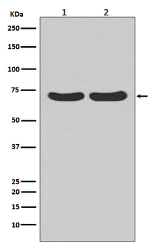 Hsc70  Rabbit mAb  [KD Validated]