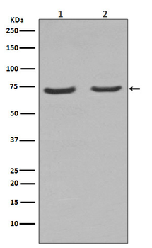 NGFR Rabbit mAb Antibody