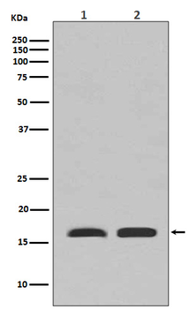 PBR Rabbit mAb