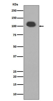 PSD95 Rabbit mAb