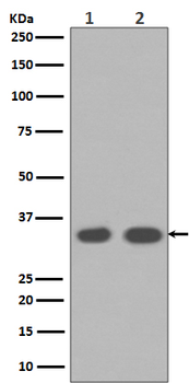 Cyclin D1 Rabbit mAb [KD Validated] Antibody