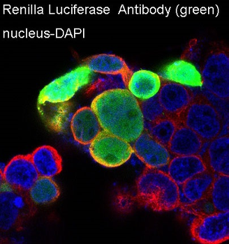 Renilla Luciferase Rabbit mAb Antibody