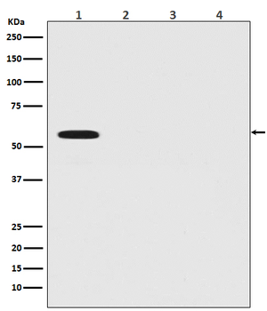 Firefly Luciferase Rabbit mAb Antibody