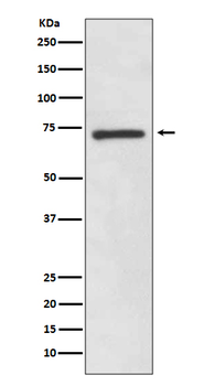 SOX9 Rabbit mAb Antibody
