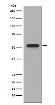 CD4 Rabbit mAb Antibody
