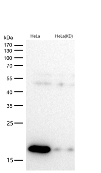 Cyclophilin B Rabbit mAb [KD Validated] Antibody