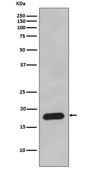 Cyclophilin B Rabbit mAb [KD Validated] Antibody