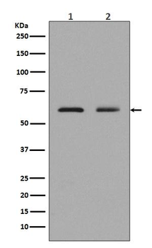ELK1 Rabbit mAb