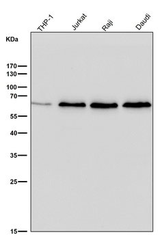 ELK1 Rabbit mAb