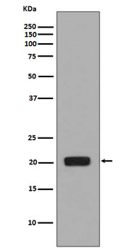 MCSF Rabbit Monoclonal Antibody