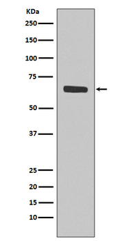 SHP1 Rabbit mAb Antibody