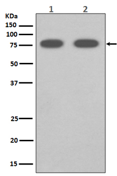 SCARB1 Rabbit mAb Antibody