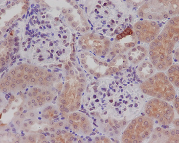 nNOS (neuronal) Rabbit mAb Antibody