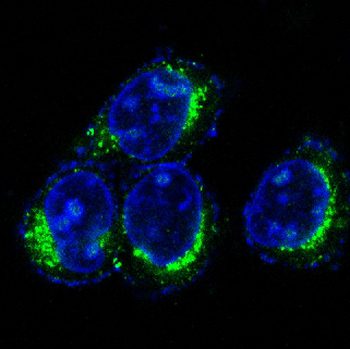 CD9 Rabbit mAb Antibody