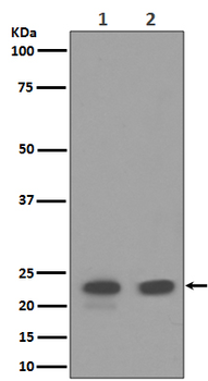 CD9 Rabbit mAb Antibody