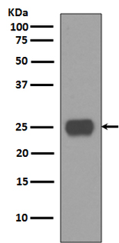 CD90 / Thy1 Rabbit mAb Antibody