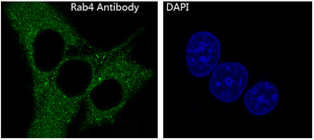 Rab4 Rabbit mAb Antibody