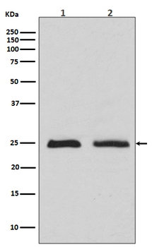 Rab4 Rabbit mAb Antibody