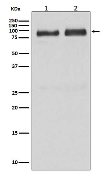 B Raf Rabbit mAb Antibody