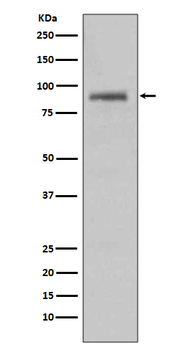 Hsp90 alpha Rabbit mAb
