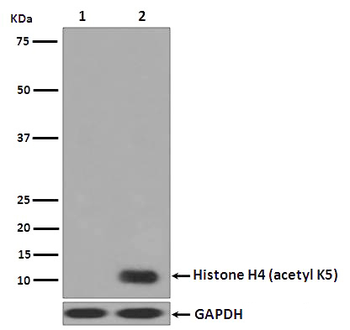 Histone H4 (acetyl K5) Rabbit mAb Antibody