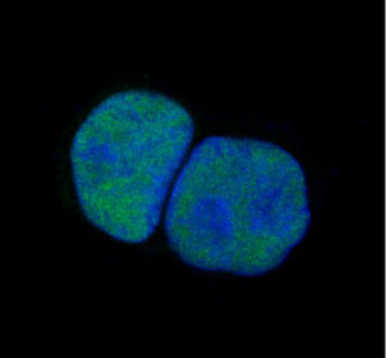 c-Jun Rabbit mAb Antibody