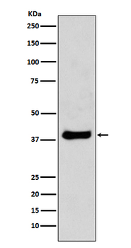 c-Jun Rabbit mAb Antibody