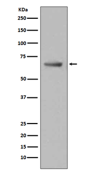 Paxillin Rabbit mAb