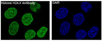 Histone H2A.X Rabbit mAb Antibody