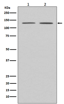 APAF1 Rabbit mAb Antibody