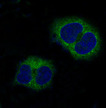 p38 MAPK Rabbit mAb [KD Validated]