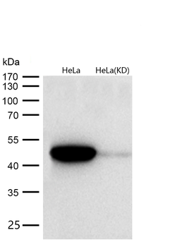 Flotillin 1 Rabbit mAb [KD Validated] Antibody